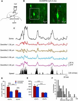 Calcium Dynamics in Dendrites of Hippocampal CA1 Interneurons in Awake Mice